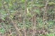 北京法兰西西梅李子树苗种植要求