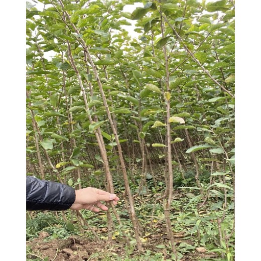 内蒙古塔尔玛西梅李子树苗适合哪里种植