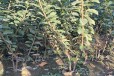 北京塔尔玛西梅李子树苗好吃的新品种