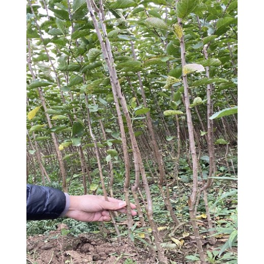 北京蓝蜜西梅李子树苗值得发展的新品种