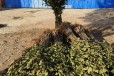 内蒙古爱琳娜西梅李子树苗值得发展的新品种