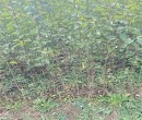 天津塔尔玛西梅李子树苗种植要求图片