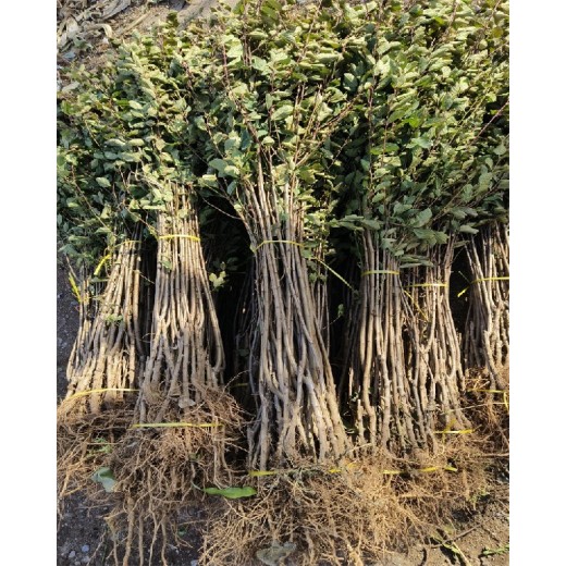 内蒙古塔尔玛西梅李子树苗值得发展的新品种