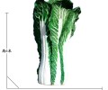 仿真大白菜雕塑仿真蔬菜植物雕塑定制