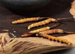 貴州各種禮品蟲草回收多少錢蟲草收購