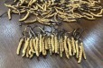 贵州安顺礼品虫草回收多少钱一斤，虫草收购