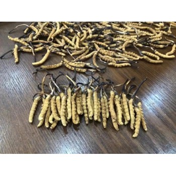 贵州安顺礼品虫草回收评估礼品虫草收购