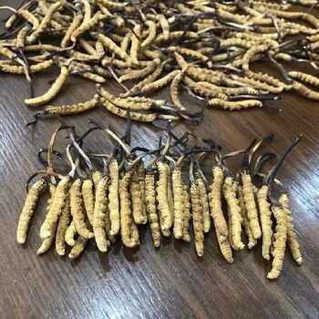 貴州禮品蟲(chóng)草回收廠家冬蟲(chóng)夏草回收