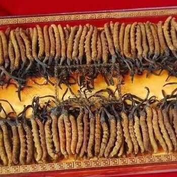 貴州六盤(pán)水禮品蟲(chóng)草回收店家電話(huà)冬蟲(chóng)夏草回收禮品蟲(chóng)草收購