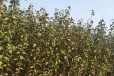 杭州市塔尔玛西梅苗基地批发,南北方可种植