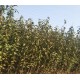 温州市塔尔玛西梅苗基地批发,西梅李子果树苗基地产品图