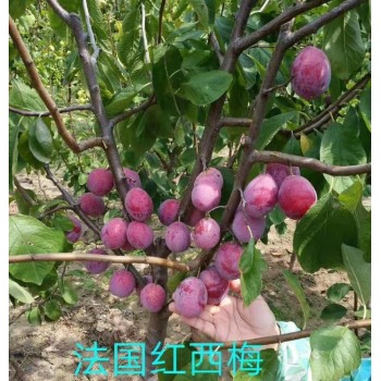 惠州市女神西梅苗基地批发,南北方可种植