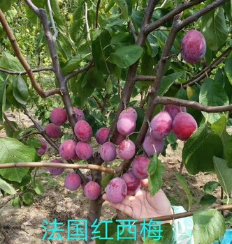 合肥市金西梅苗基地批發(fā),南北方可種植