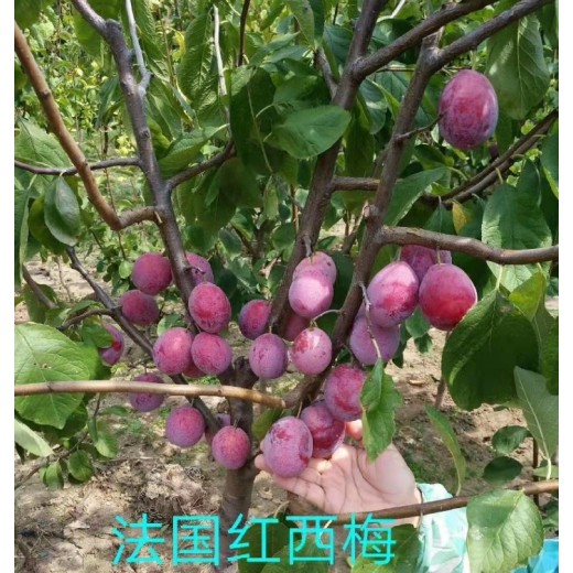 天津市法兰西西梅苗基地批发,西梅种苗