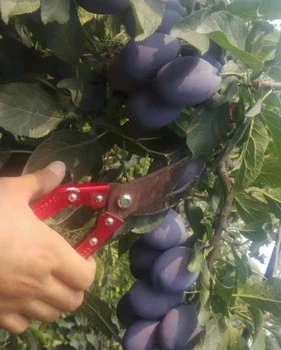 泉州市艾琳娜西梅苗價(jià)格,西梅李子果樹苗基地