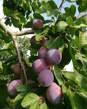 唐山市塔爾瑪西梅苗價格,香味濃郁西梅李子苗