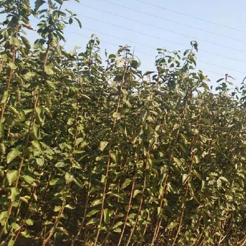 唐山市塔爾瑪西梅苗價格,香味濃郁西梅李子苗