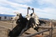 山西吕梁鸵鸟养殖，鸵鸟种苗价格