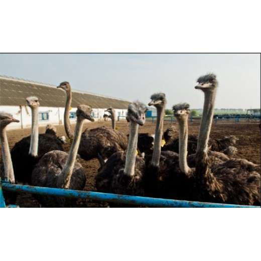 海南海口鸵鸟养殖，鸵鸟肉批发