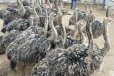 浙江宁波鸵鸟养殖，鸵鸟种苗价格