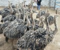 云南保山鸵鸟养殖，鸵鸟种苗价格