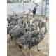 吉林鸵鸟养殖图
