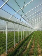 遼寧外遮陽薄膜連棟溫室搭建連棟薄膜溫室圖片