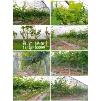贵州花卉苗圃资产评估价格果园果树价值评估