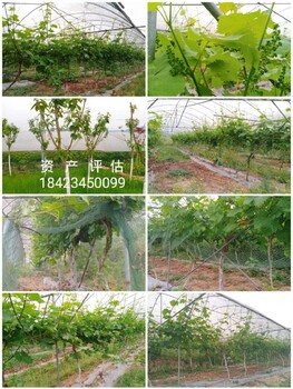 天津花卉苗圃資產評估價格果園果樹價值評估