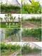 花卉苗圃資產評估政策圖