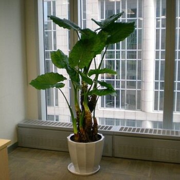 辦公室花木出租東四辦公室綠植租賃電話