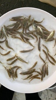 重慶攀鱸魚苗價格