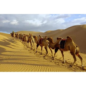 铜川骆驼养殖基地,骑乘观光拍照双峰骆驼展览