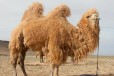 嘉峪关骆驼养殖,骑乘双峰骆驼