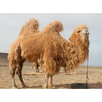 广州骆驼养殖条件,骆驼饲养简单