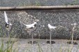北京几何不锈钢小鸟雕塑图片