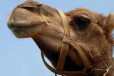 曲靖骆驼养殖基地,骑乘观光拍照双峰骆驼展览