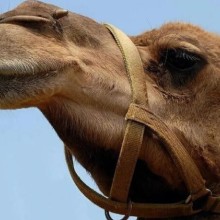 九江骆驼养殖基地,骑乘观光拍照双峰骆驼展览