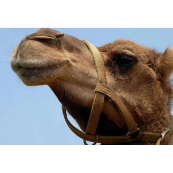 苏州哪里有卖骆驼的