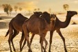 石嘴山骆驼养殖条件,骆驼饲养简单