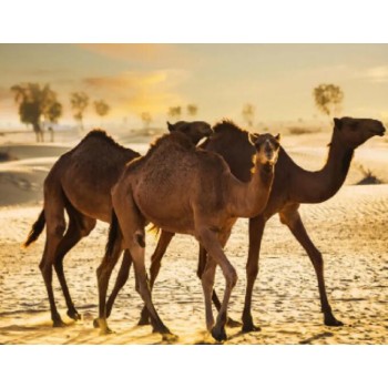 乌海骆驼多少钱一匹,动物园骆驼养殖
