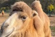 太原骆驼多少钱一匹,动物园骆驼养殖