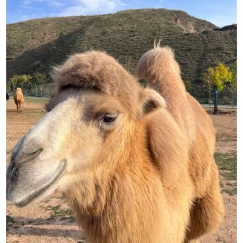 嘉兴骆驼养殖基地,骑乘观光拍照双峰骆驼展览