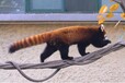 吉林哪里有賣浣熊的