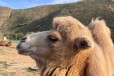 南昌骆驼多少钱一匹,动物园骆驼养殖