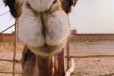 呼和浩特骆驼养殖基地