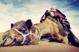 鞍山骆驼养殖基地,骑乘观光拍照双峰骆驼展览