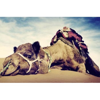 唐山骆驼养殖基地,骑乘观光拍照双峰骆驼展览