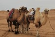 韶关骆驼养殖基地,骑乘观光拍照双峰骆驼展览