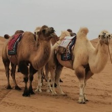 长沙骆驼养殖条件,骆驼饲养简单